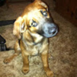 Meet your Posher, Boots